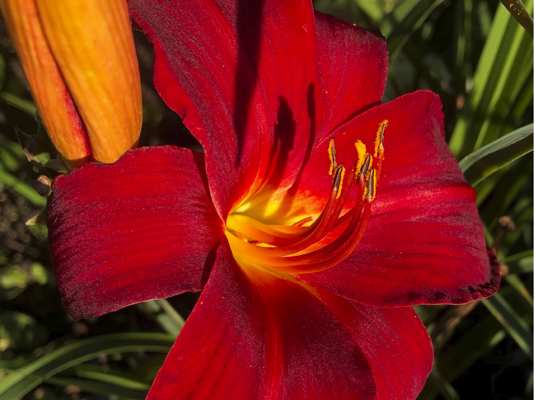 Berlin Red Velvet daylily by Dr. Tomas Tamberg